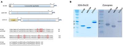 Combination Effect of Engineered Endolysin EC340 With Antibiotics